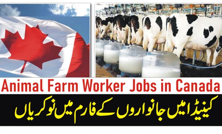 Animal Farm Worker Jobs in Canada