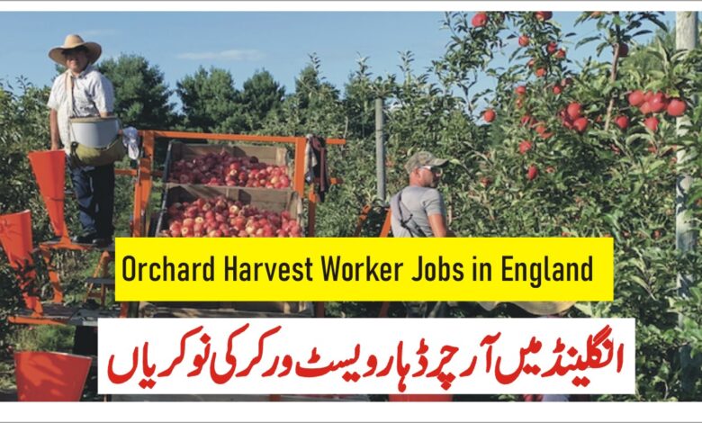 Orchard Harvest Worker Jobs in England