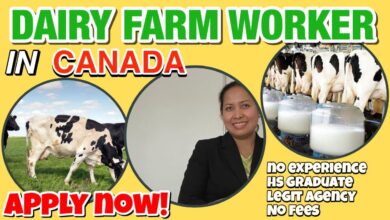 Dairy Farm Worker/ Cattle Operative Jobs in Canada