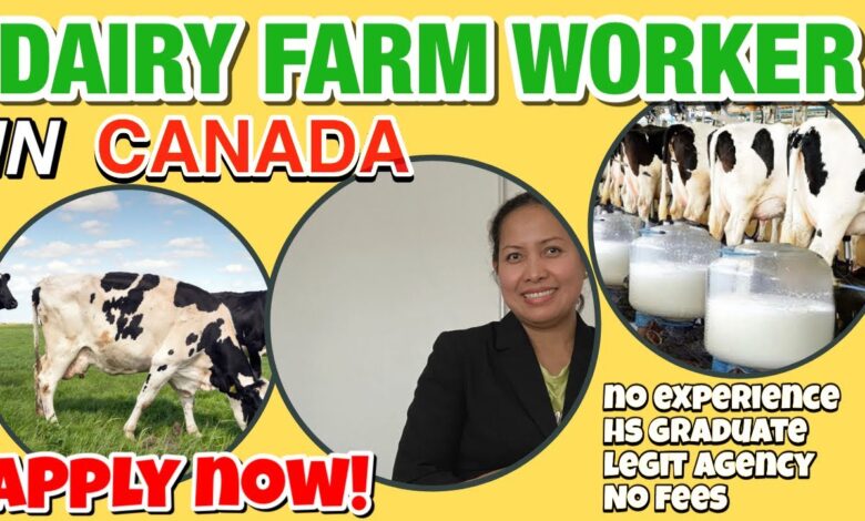 Dairy Farm Worker/ Cattle Operative Jobs in Canada