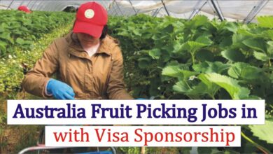 Fruit Picking Jobs in Australia with Visa Sponsorship