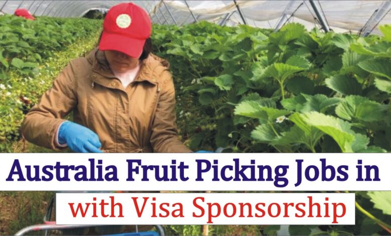 Fruit Picking Jobs in Australia with Visa Sponsorship